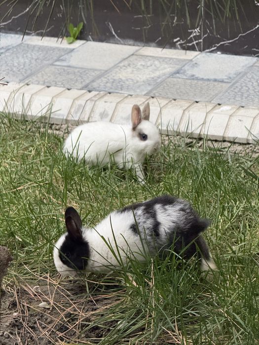 Продам карликовых Нидерландских панд