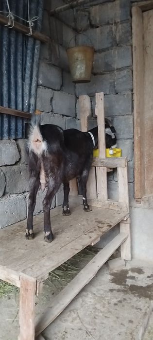 Альпийский ешкі сатылады