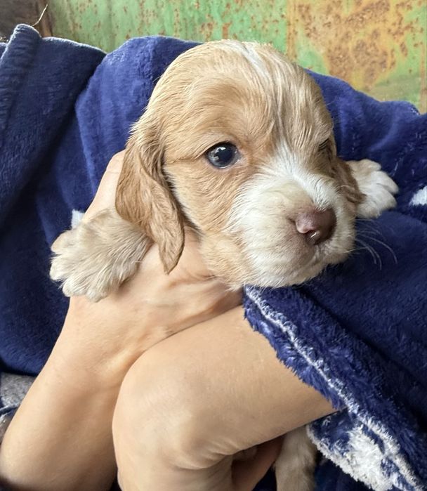 Продам русских спаниель