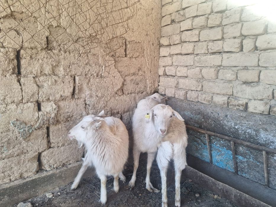 Ешкілер сатылады орыс ешкілер.