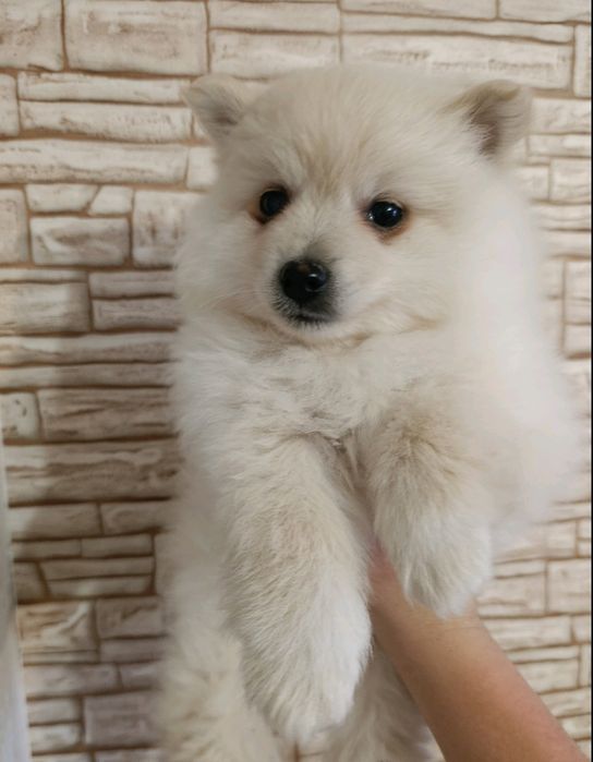 Среден немски шпиц