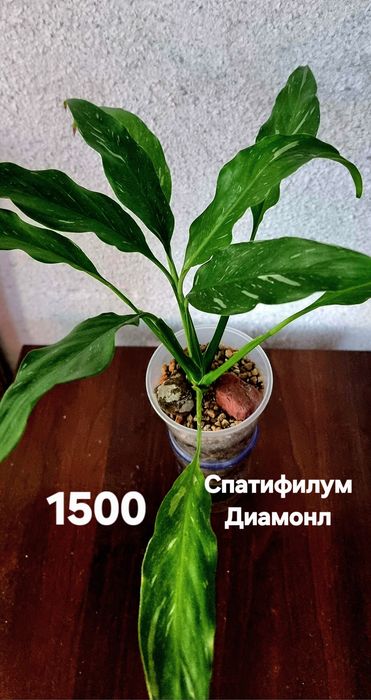 Комнатные растения от 1500