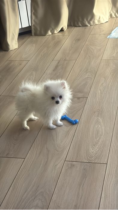 Продам щенка шпица.