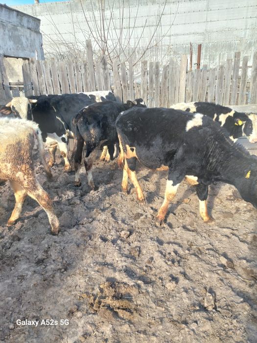 Vand taurasi de crescut