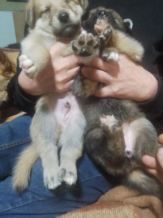 Щенки в добрые руки