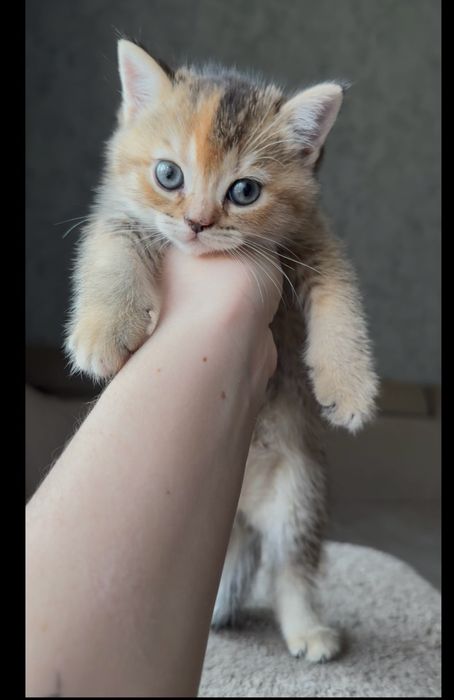 Британские котята скотиш страйт