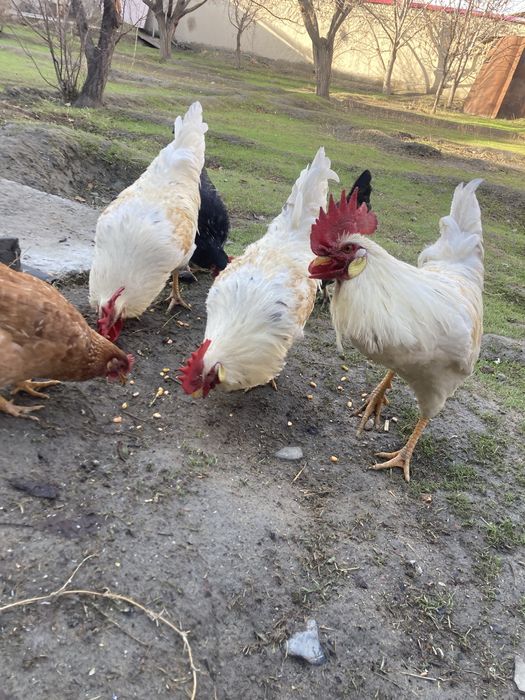 Xoʻrozlar yoshiga toʻlgan