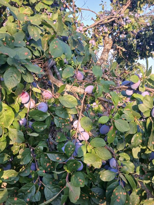 Vând prune de calitate gustoase, nestropite 
Preț 2 lei negociabil