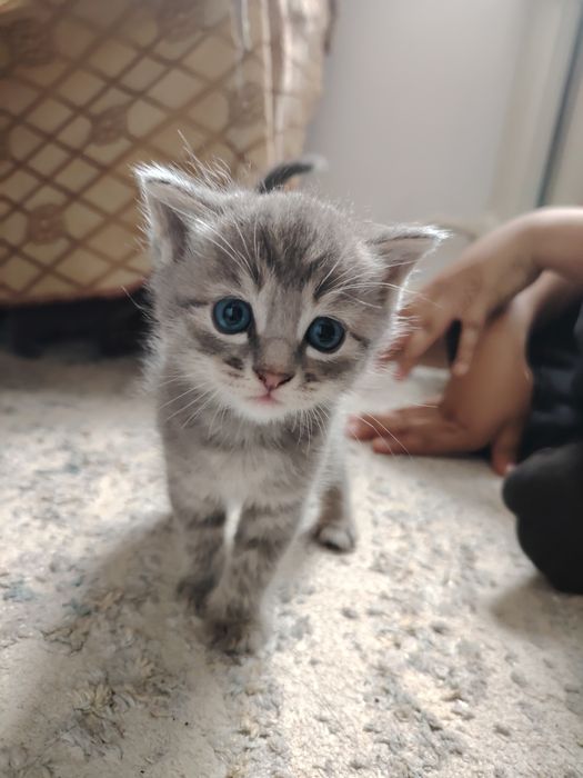 Красивые шотланские котята