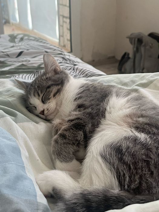 Котика в добрые руки