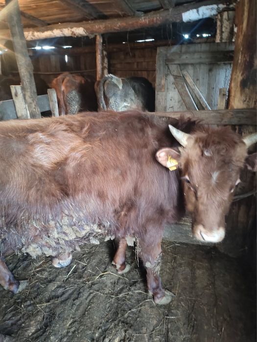 Продам бычок 1 лет 2 месяцев