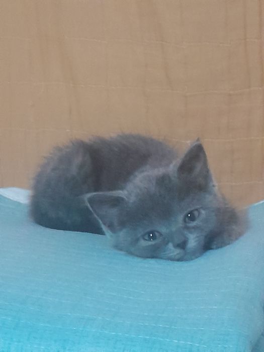 Отдам Котёнка,  1 Месец , Чистый Красивый!