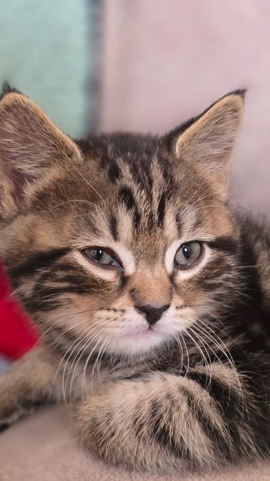 Ищет дом котенок (2 месяца)