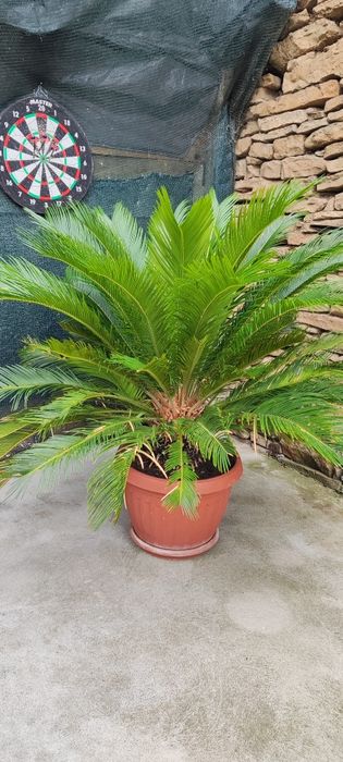 Палма супер състояние