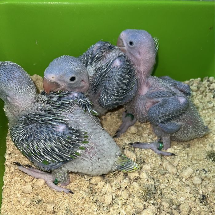 Продам Александрийских попугае выкормыши