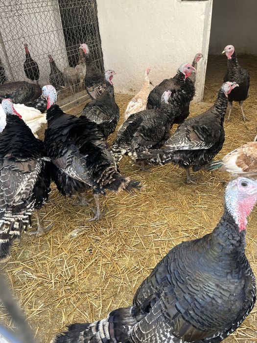 Vand curcani , greutate intre 15/20 kg