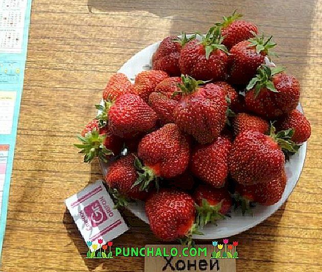 Здравей те продавам расат ягоди и малини