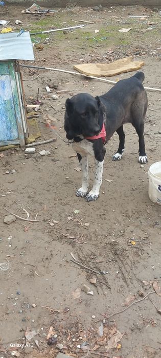 Turkmen Alabay  1 yosh