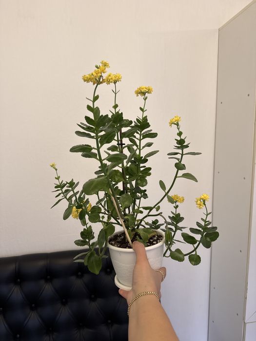 Комнатные цветы любого вида