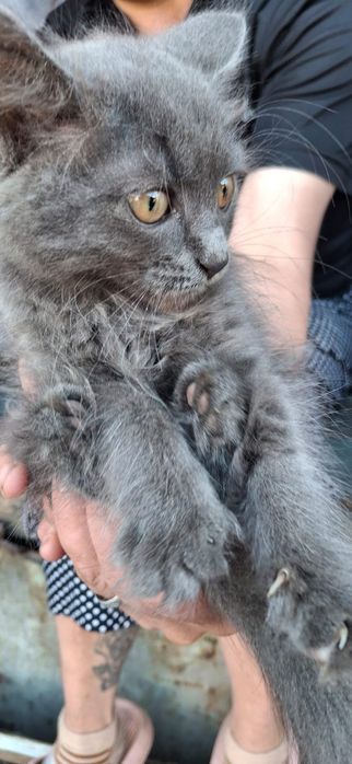 Отдам котят в добрые руки