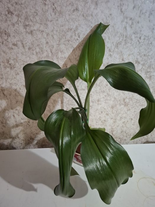 Продам Амазонскую Лилия!