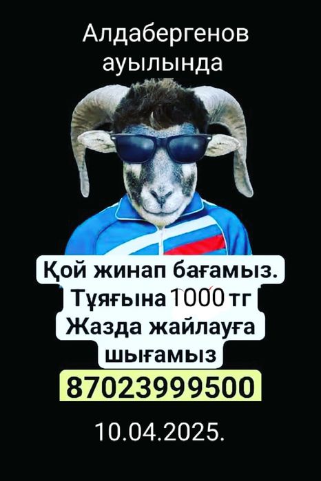 Собираю овец на летний выпас. Қой жинап бағамын.