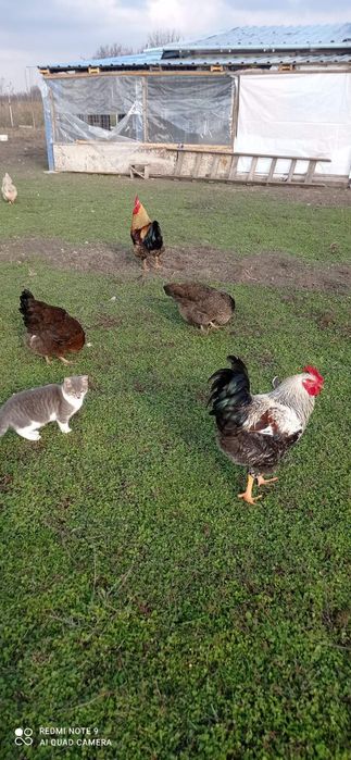 Ято катунски кокошки