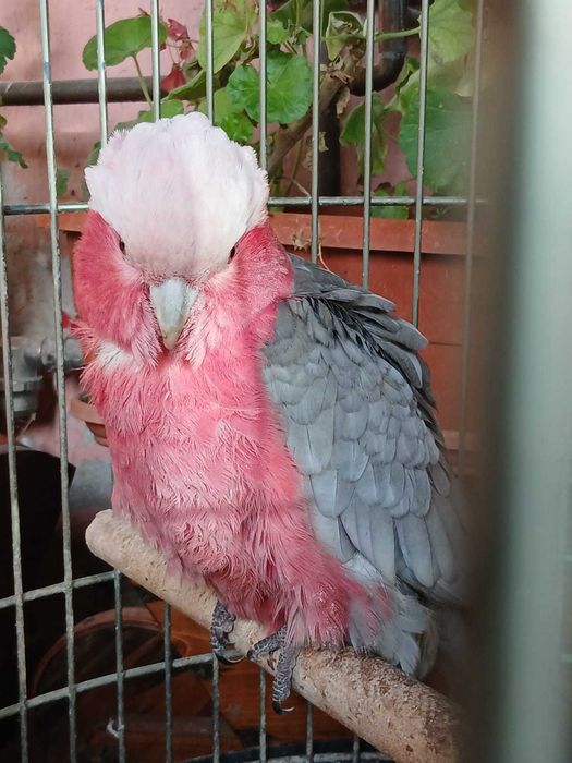 Papagal kakadu roza