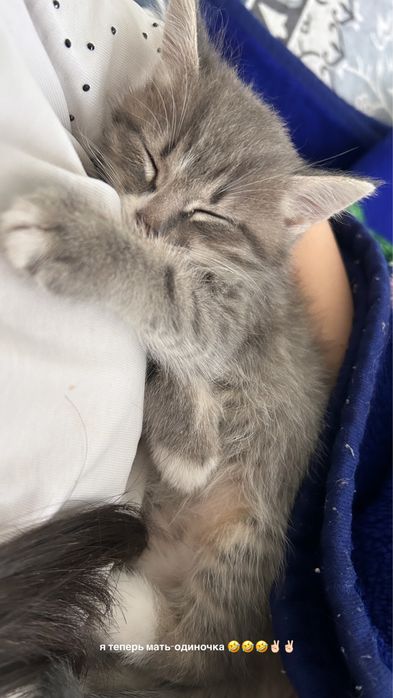 котенок 1,5месяц