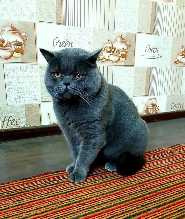 Элитные котята от чистокровных родителей!!!