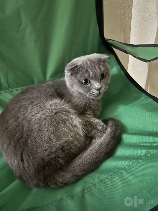 Продаётся кошка породы скоттиш