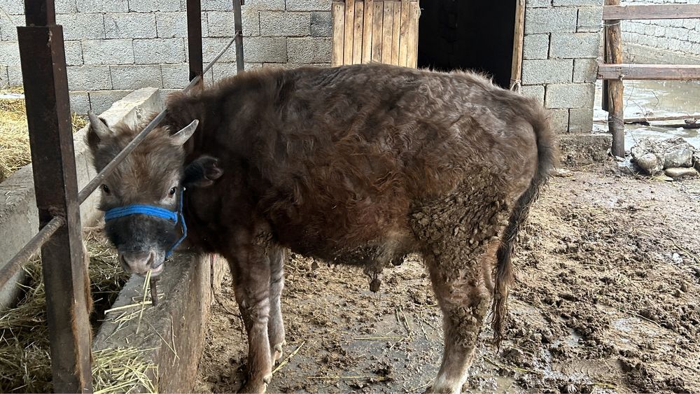 Быр жарым жасар бұқа сатылады