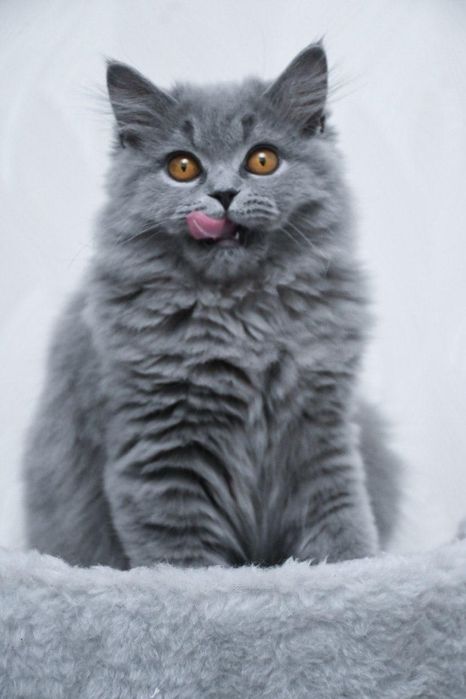 Британский котенок девочка