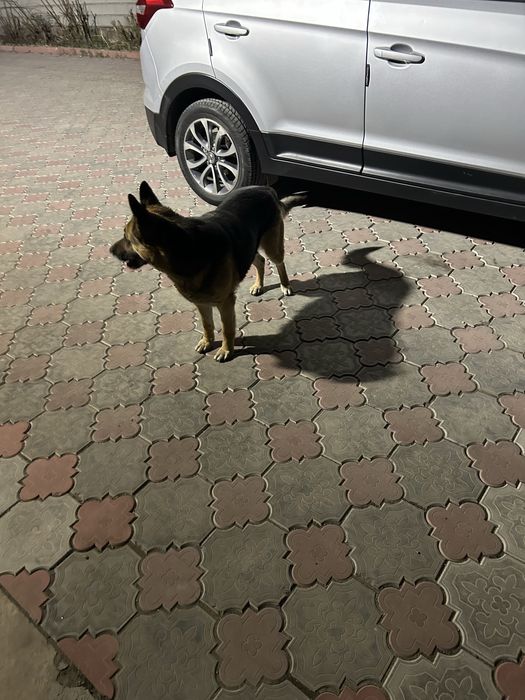 Щенки немецкой овчарки в добрые руки