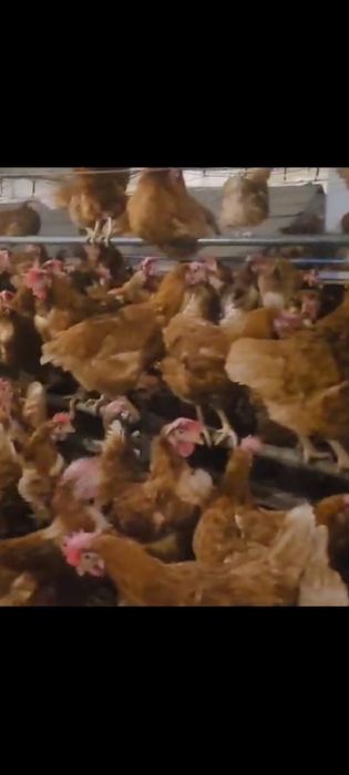 Puicute ouatoare/ Gaini rosi