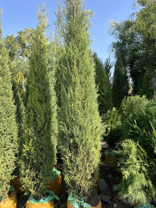 Gazon ekish xizmati samarqand