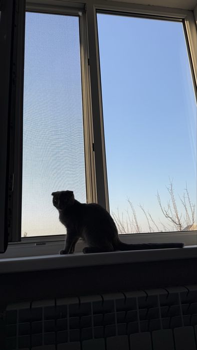 Шотландская кошка