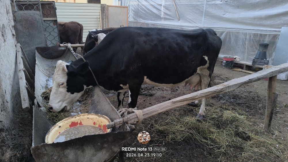 Сигирларни сотамиз келишилган ҳолда