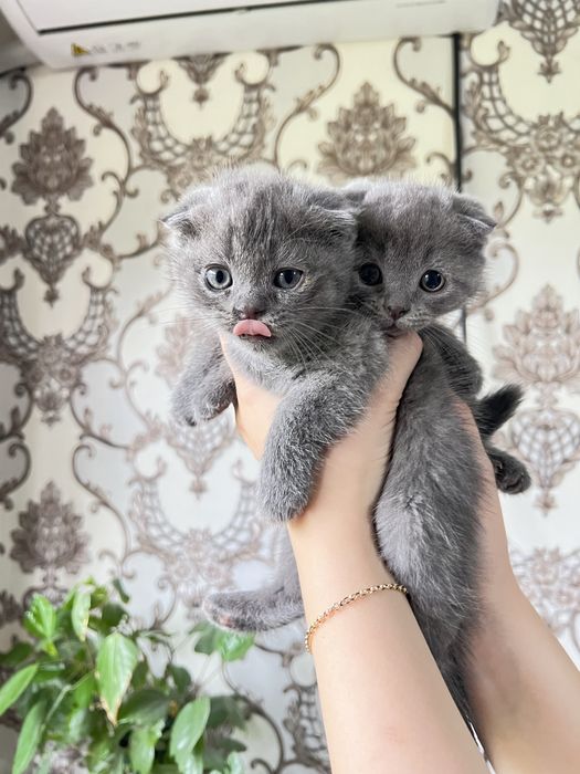 Продаются котята от правильной породы