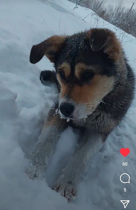 Отдам щенка 10 мес.