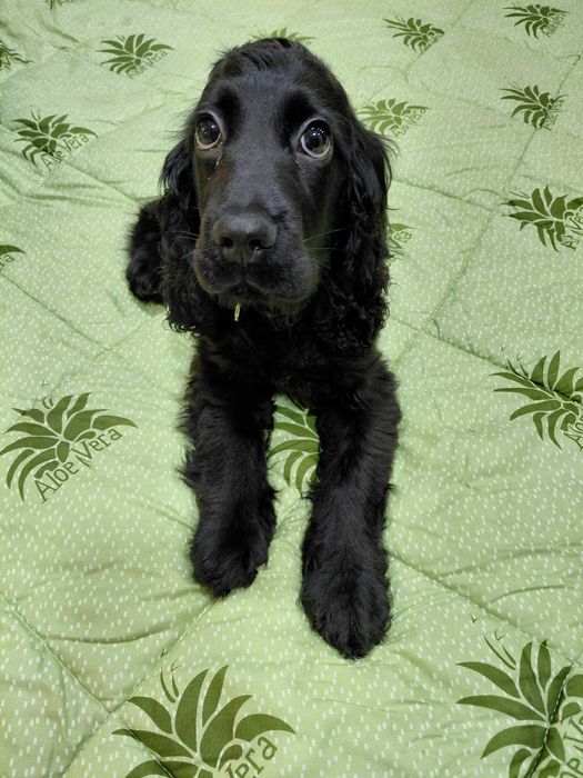 Продавам куче кокер шпаньол