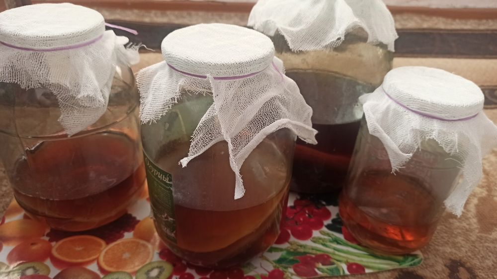 Чайный гриб Камбучо