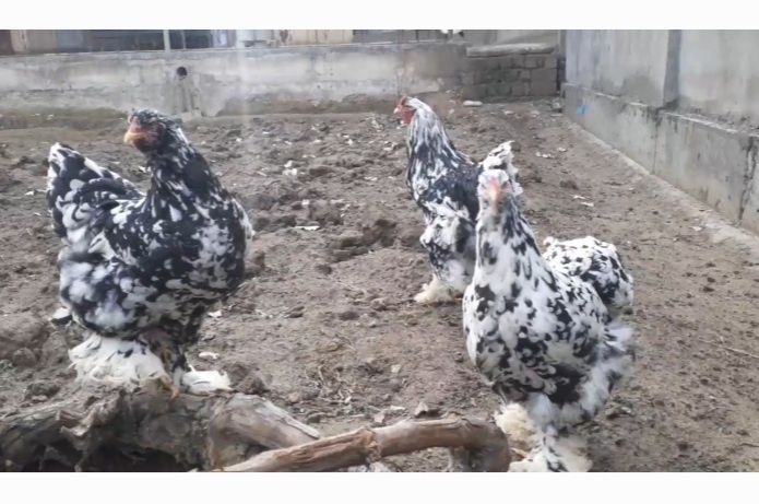 Mramor Bramalar sotiladi sifatli a'lo