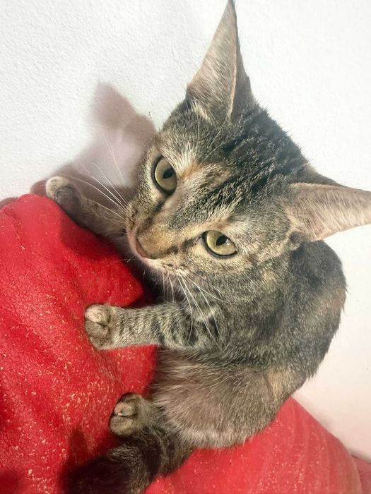 Adoptie pisica tigrata castrata Zizi