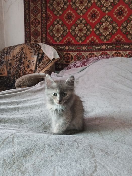 Отдам котят в добрые руки