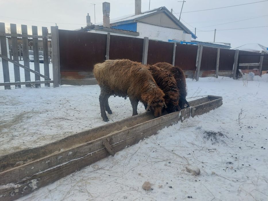 Продам кошкаров опытом