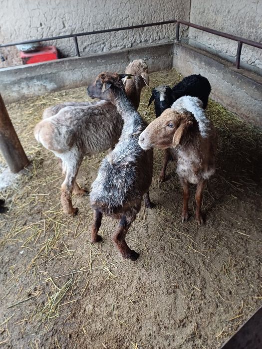 Қой сатылады Туркестан