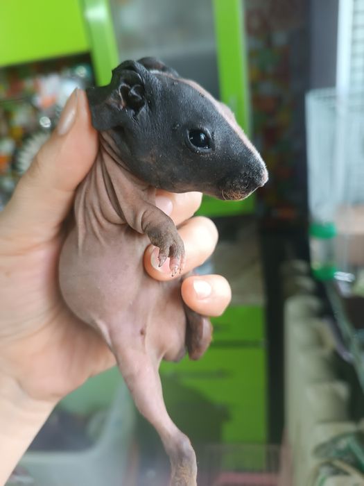 Продам скини голая свинка