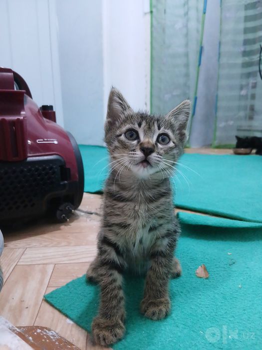 Котята в подарок