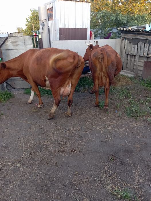 Продам двух дойных коров
